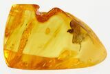 Fossil Parasitoid (Nightshade) Wasp (Evaniidae) In Baltic Amber #294319-1